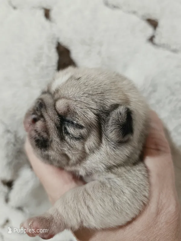 Oliver – Pug puppy for sale in Oak Grove, LA