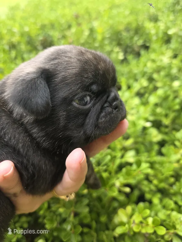 King velvadeer – Pug puppy for sale in Oak Grove, LA