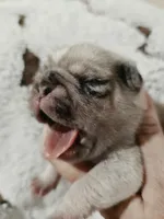 Oliver, a male Pug for sale in Oak Grove, LA – 6 of 7
