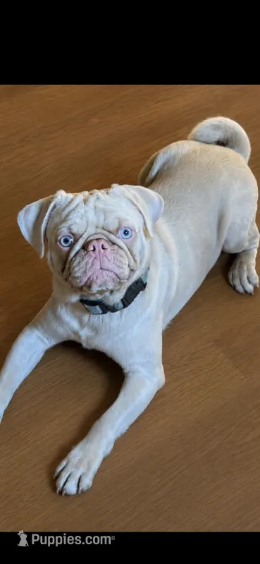 Stone – Pug puppy for sale in Oak Grove, LA