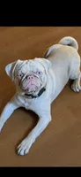 Stone, a male Pug for sale in Oak Grove, LA – 1 of 1