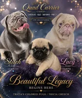 King Kiann, a male Pug for sale in Oak Grove, LA – 5 of 10
