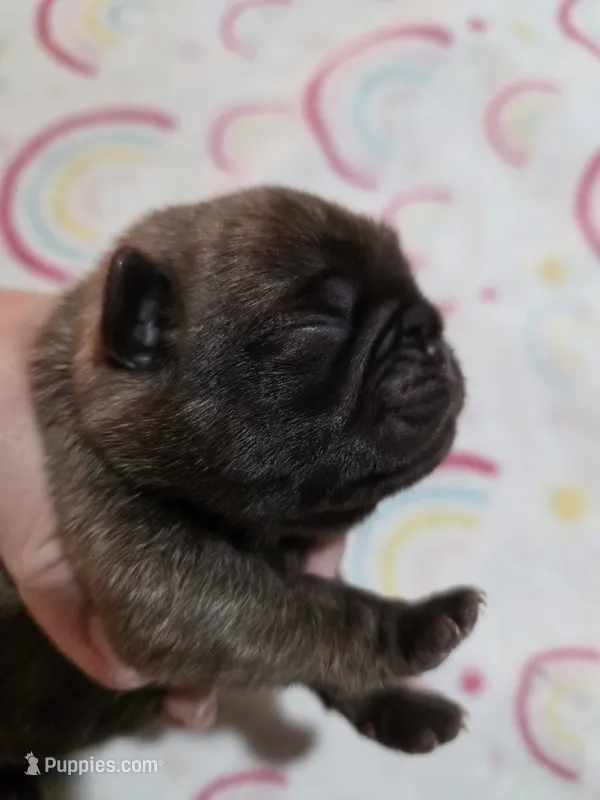 Chocolate Ash – Pug puppy for sale in Oak Grove, LA