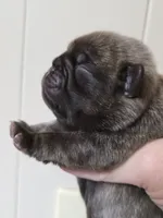 Chocolate Ash, a male Pug for sale in Oak Grove, LA – 3 of 8