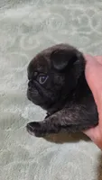 King velvadeer, a male Pug for sale in Oak Grove, LA – 5 of 9