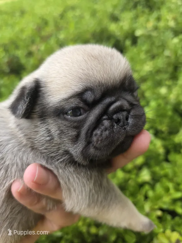 King Kiann – Pug puppy for sale in Oak Grove, LA