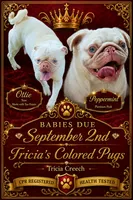Slate, a male Pug for sale in Oak Grove, LA – 5 of 5