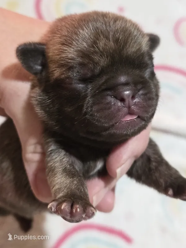 Rowen – Pug puppy for sale in Oak Grove, LA