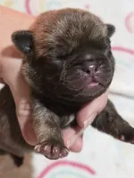 Rowen, a male Pug for sale in Oak Grove, LA – 1 of 7