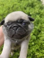 King Kiann, a male Pug for sale in Oak Grove, LA – 3 of 10