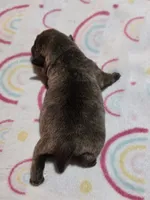 Chocolate Ash, a male Pug for sale in Oak Grove, LA – 4 of 8
