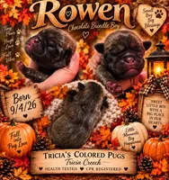 Rowen, a male Pug for sale in Oak Grove, LA – 7 of 7