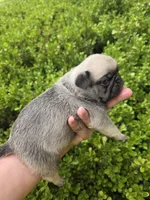 King Kiann, a male Pug for sale in Oak Grove, LA – 4 of 10