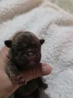 Rowen, a male Pug for sale in Oak Grove, LA – 3 of 7