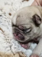 Oliver, a male Pug for sale in Oak Grove, LA – 2 of 7