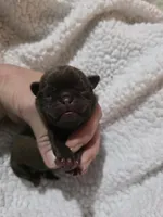 Chocolate Ash, a male Pug for sale in Oak Grove, LA – 5 of 8