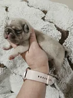 Oliver, a male Pug for sale in Oak Grove, LA – 3 of 7