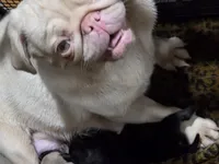 King velvadeer, a male Pug for sale in Oak Grove, LA – 8 of 9