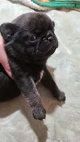 King velvadeer, a male Pug for sale in Oak Grove, LA – 4 of 9