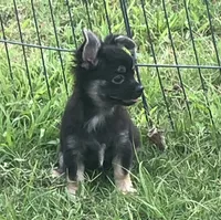 SALE PENDING , a male Chihuahua for sale in Shawnee, OK – 3 of 4