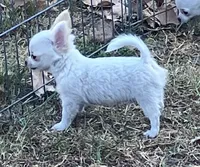 AKC Madox, a male Chihuahua for sale in Shawnee, OK – 4 of 4