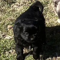 AKC Black Pearls, a female Chihuahua for sale in Shawnee, OK – Photo 2 of 2