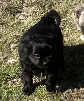 AKC Black Pearls, a female Chihuahua for sale in Shawnee, OK – Photo 2 of 2