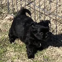 AKC Black Pearls, a female Chihuahua for sale in Shawnee, OK – Photo 1 of 2