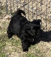 AKC Black Pearls, a female Chihuahua for sale in Shawnee, OK – Photo 1 of 2