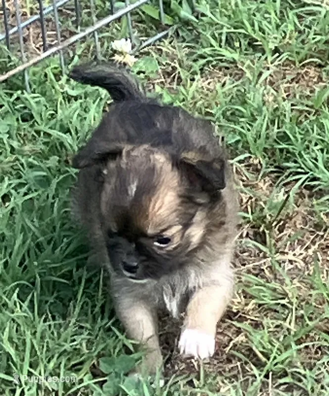 Champion Sired AKC Ernest – Chihuahua puppy for sale in Shawnee, OK