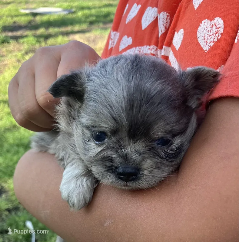 AKC Libby – Chihuahua puppy for sale in Shawnee, OK