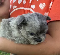 AKC Libby, a female Chihuahua for sale in Shawnee, OK – Photo 2 of 3