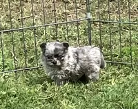 AKC Libby, a female Chihuahua for sale in Shawnee, OK – Photo 3 of 3