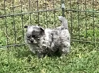 AKC Libby, a female Chihuahua for sale in Shawnee, OK – Photo 2 of 3