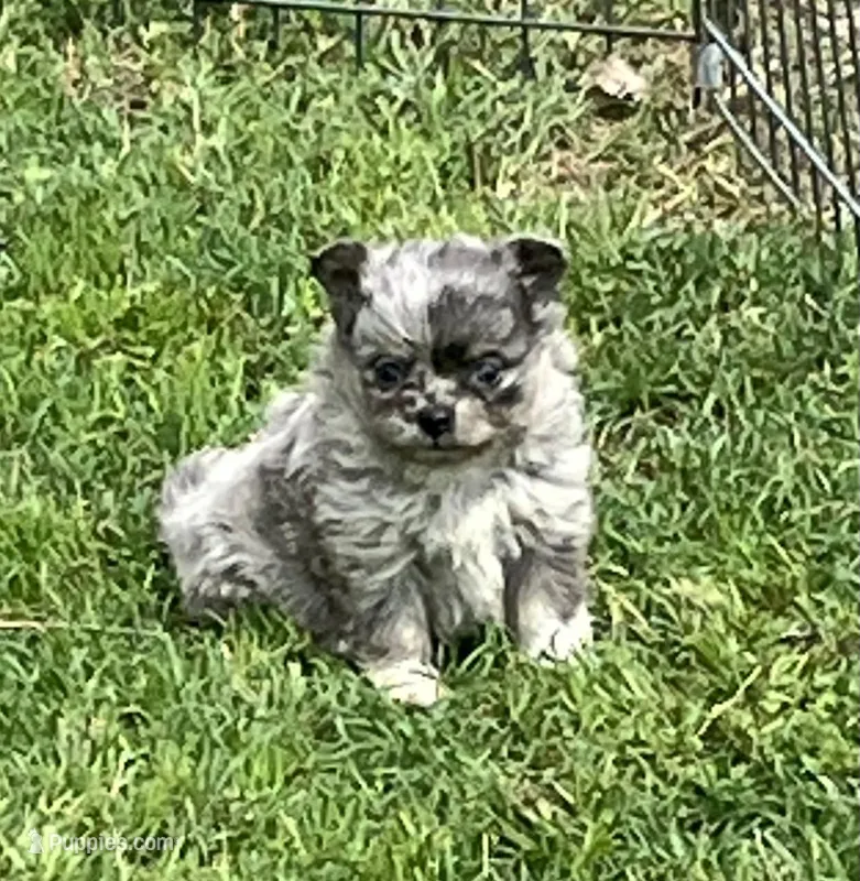 AKC Libby – Chihuahua puppy for sale in Shawnee, OK