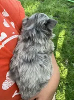 AKC Libby, a female Chihuahua for sale in Shawnee, OK – Photo 3 of 3