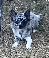 AKC Lana, a female Chihuahua for sale in Shawnee, OK – 2 of 4