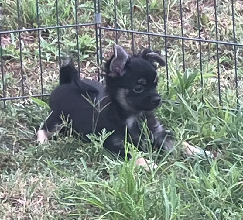AKC Lincoln  – Chihuahua puppy for sale in Shawnee, OK
