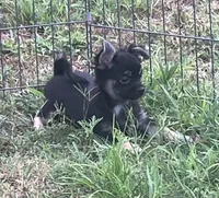 SALE PENDING , a male Chihuahua for sale in Shawnee, OK – 1 of 4