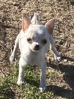 Cream Female 1, a female Chihuahua for sale in Shawnee, OK – Photo 1 of 4
