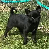 AKC Black Diamonds, a female Chihuahua for sale in Shawnee, OK – Photo 2 of 2