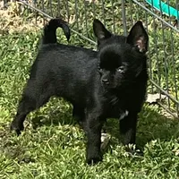 AKC Black Diamonds, a female Chihuahua for sale in Shawnee, OK – Photo 1 of 2