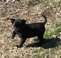 AKC Black Diamonds, a female Chihuahua for sale in Shawnee, OK – Photo 2 of 2