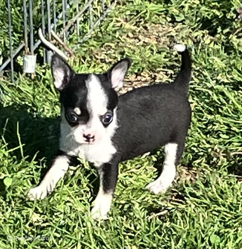 Tee 1 – Chihuahua puppy for sale in Shawnee, OK
