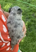 AKC Lana, a female Chihuahua for sale in Shawnee, OK – Photo 2 of 3