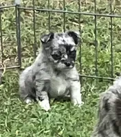 AKC Lana, a female Chihuahua for sale in Shawnee, OK – Photo 1 of 2