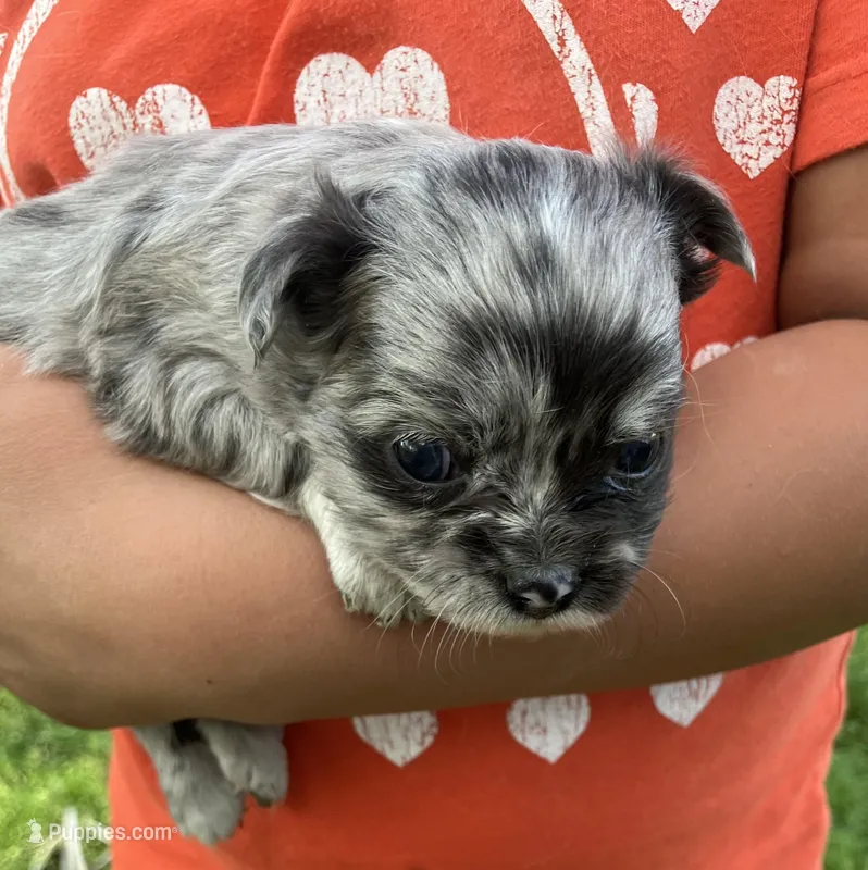AKC Lana – Chihuahua puppy for sale in Shawnee, OK