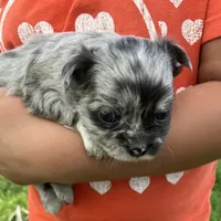 AKC Lana, a female Chihuahua for sale in Shawnee, OK – Photo 1 of 3