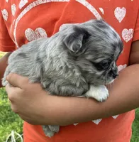 AKC Lana, a female Chihuahua for sale in Shawnee, OK – Photo 3 of 3
