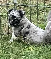AKC Lana, a female Chihuahua for sale in Shawnee, OK – Photo 2 of 2